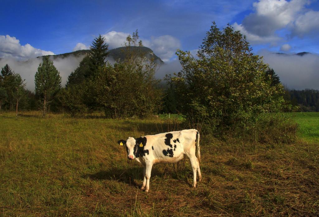 Apartmaji Pri Marodnu Bohinj Luaran gambar
